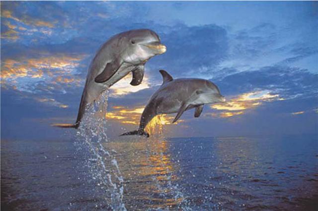 Poster - Flight two dolphins
